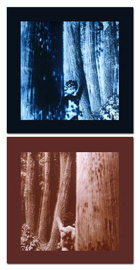 Apology Series, #5