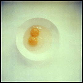 SX-70 Still-Life, #5